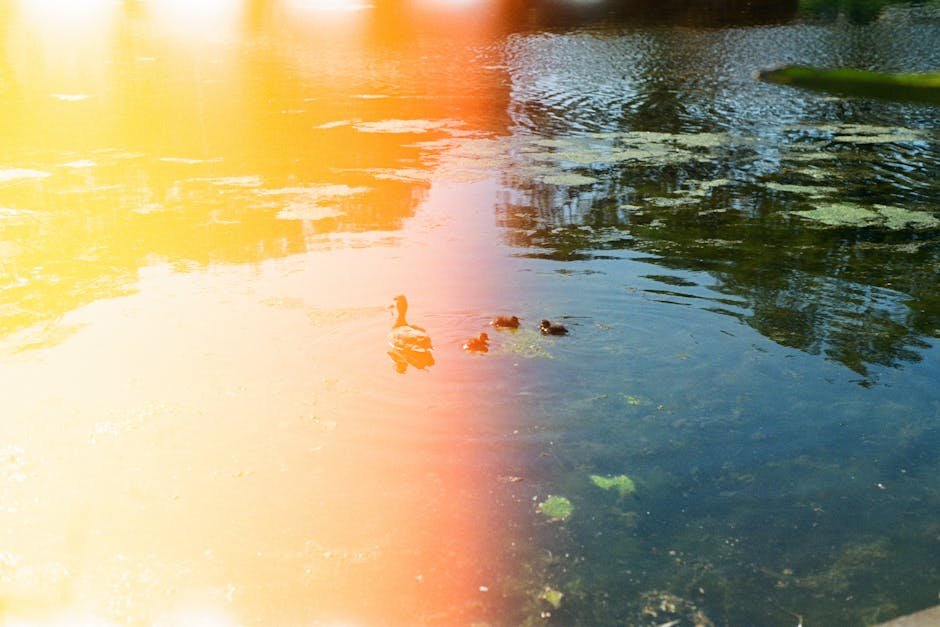 A peaceful scene of ducks swimming on a sunlit pond in Sydney, Australia.